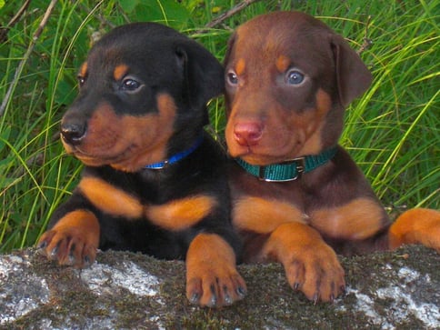 Doberman Pinscher Breed Guide - Learn about the Doberman ...